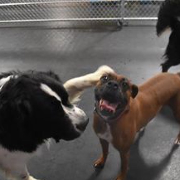 Meet your Posher’s pupper, RAJI!!! - Picture 4 of 7